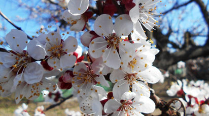 Абрикос цветет, но не плодоносит, что делать