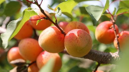 Абрикос сбрасывает плоды - что делать