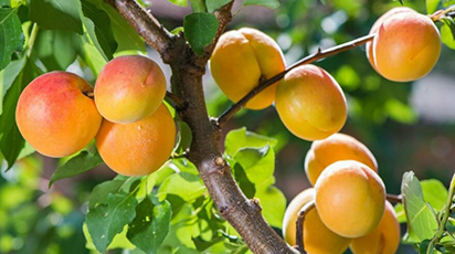 Чем подкормить абрикос после цветения