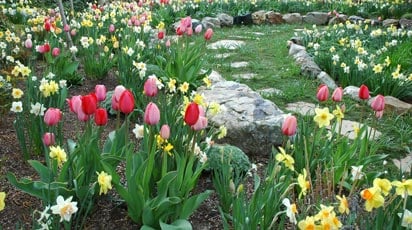 Что посадить с нарциссами и тюльпанами. Выбор лучших компаньонов