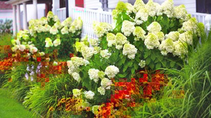 Как отличить гортензию древовидную от крупнолистной