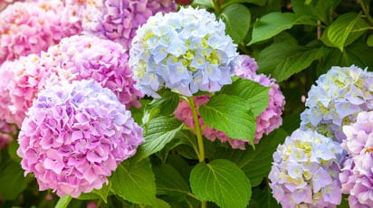 Как отличить гортензию метельчатую от древовидной