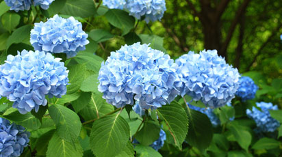 Как покрасить гортензию в голубой