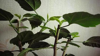 Как правильно обрезать гибискус