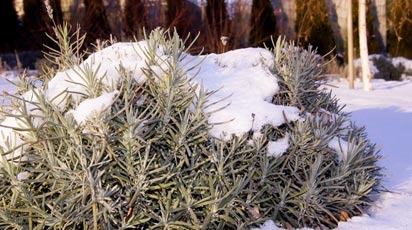 Как укрыть лаванду на зиму