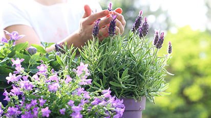 Когда лучше пересаживать лаванду на другое место