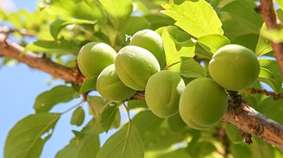 Почему опадают зеленые плоды абрикосов?