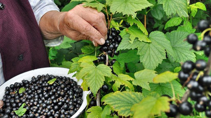 Чем обработать смородину от почкового клеща весной