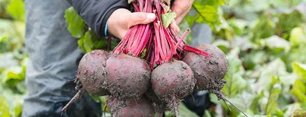 Что посадить в огороде в июне? Весна закончилась, а посев продолжается