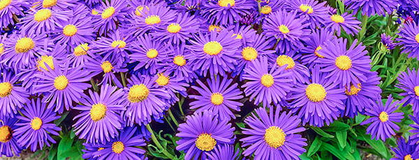 Как просто вырастить 7 цветущих многолетников из семян - Беккер Как просто вырастить 7 цветущих многолетников из семян