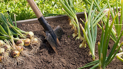 7 главных правил для хорошего урожая лука