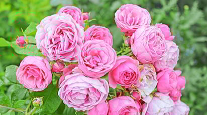 7 причин посадить эффектные розы флорибунда