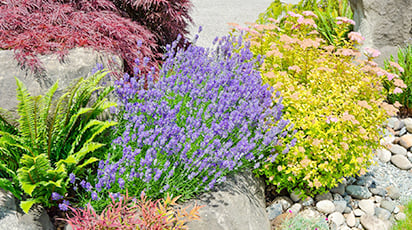 7 растений, которые помогут отпугнуть слизней и улиток с грядок