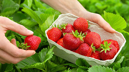 Как вырастить ремонтантную клубнику из семян