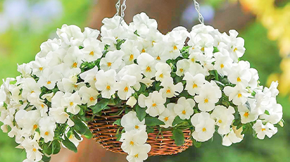 Шикарные ампельные виолы из семян: выбираем, выращиваем, ухаживаем - Беккер Шикарные ампельные виолы из семян: выбираем, выращиваем, ухаживаем