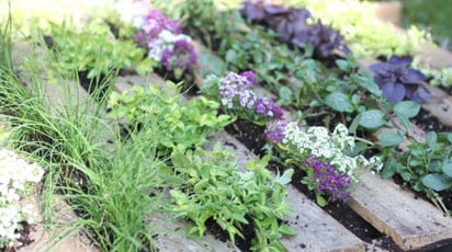 Ароматная аптека: сад пряных трав на вашем участке