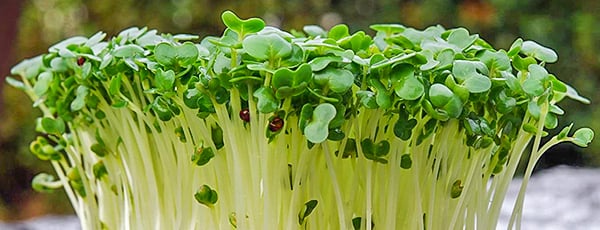 Выращивание микрозелени: 4 способа обеспечить себя свежим и полезным продуктом