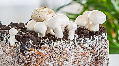 Шампиньоны в теплице: как добиться высокого урожая