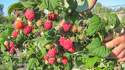 Богатырь - попробуйте новый сорт малины на штамбе