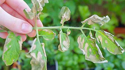 Болезни и вредители рассады – способы борьбы с ними