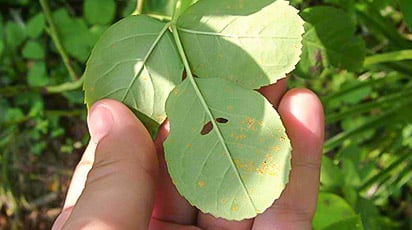 Чем обработать ржавчину на розах