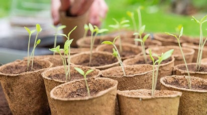 Обработка семян перед посевом: как, чем, зачем