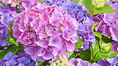 Чем отличается крупнолистная гортензия от метельчатой?