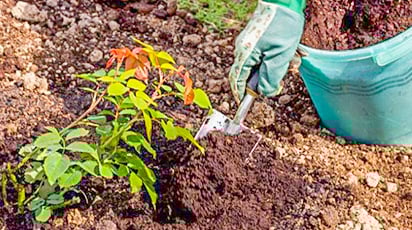 Подкормка роз осенью: советы экспертов