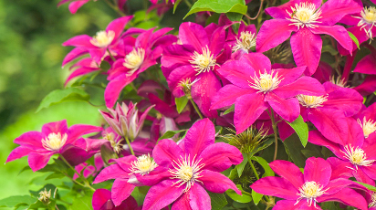 Чем подкормить клематис осенью для пышного цветения в саду