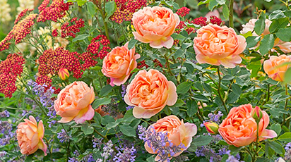 Черенками, семенами – размножаем розы сами