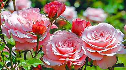 Что делать, если розы почернели после зимы?