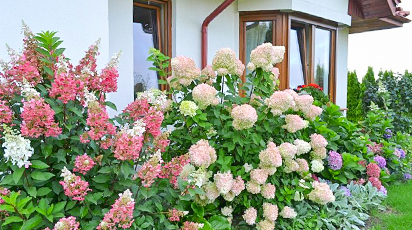 Что посадить рядом с гортензией, принцессой теневого сада