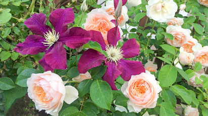 Подборка лучших растений-соседей для роз