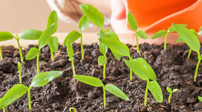 Рассада в феврале: какие цветы и овощи нужно сажать уже сейчас