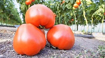 Что такое непасынкующиеся томаты, и как их выращивать