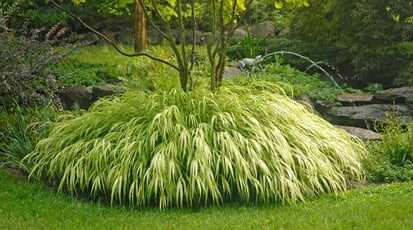 Туя западная «Сильвер Смарагд» (Thuja occidentalis Silver Smaragd).