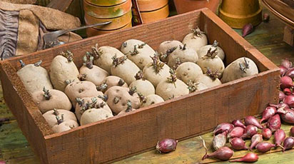 Яровизация картофеля: зачем, когда, как