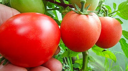 Что значит штамбовые томаты