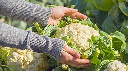 Цветная капуста: как правильно вырастить рассаду