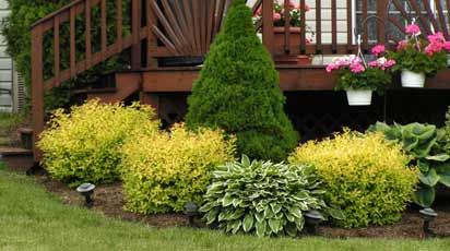 Декоративные кустарники в саду: выбираем и сажаем