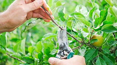 10 основных правил осенней обрезки плодовых деревьев