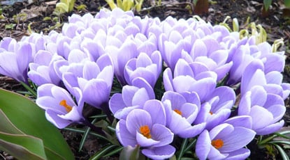 Где посадить крокусы: 5 идей по размещению первоцветов