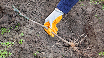 Хранение саженцев зимой в прикопе