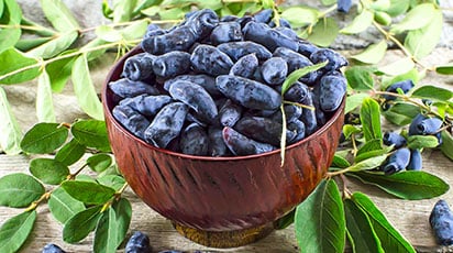 Жимолость: как посадить, чтобы получить богатый урожай