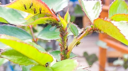 Как бороться с тлей: проверенные способы для сохранения урожая