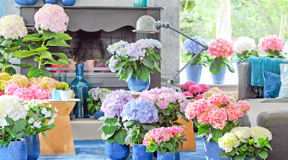 Как хранить гортензии в подвале: советы садового эксперта