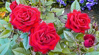 Как избавится от гусениц на розах