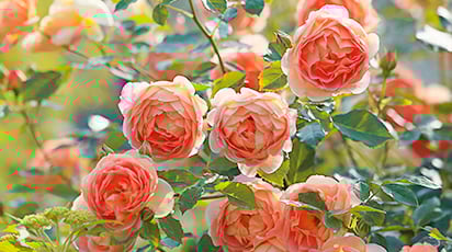 Как пересадить розы осенью