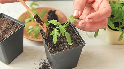 Как пикировать рассаду томатов и перца, чтобы она не болела