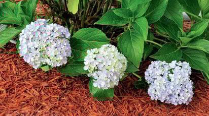 Как подкислить почву для гортензии?